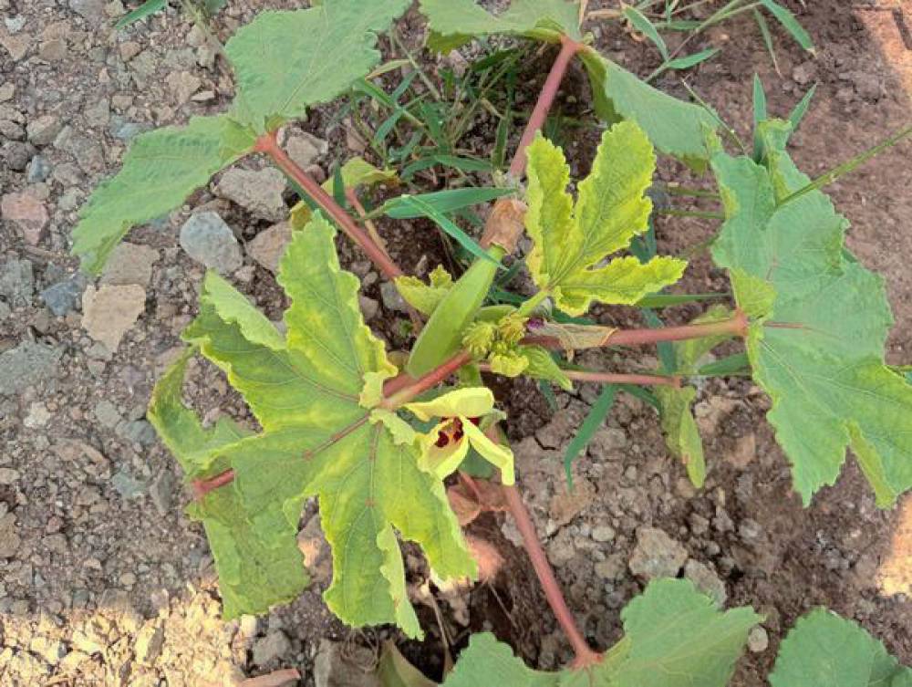 Fusarium Wilt in bhendi
